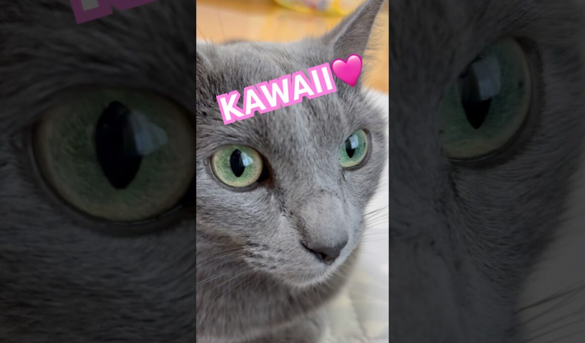 みんにゃ最高ありがと❤️ #猫 #ロシアンブルー #猫のいる暮らし  #shorts