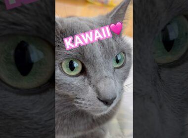 みんにゃ最高ありがと❤️ #猫 #ロシアンブルー #猫のいる暮らし  #shorts