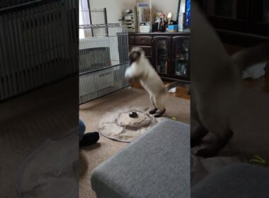 上手にキャッチ🐱 シャム猫☆マロンちゃん #cat #catshorts #しゃむねこ ＃シャム猫 #ねこのいる生活 #ねこのいる暮らし