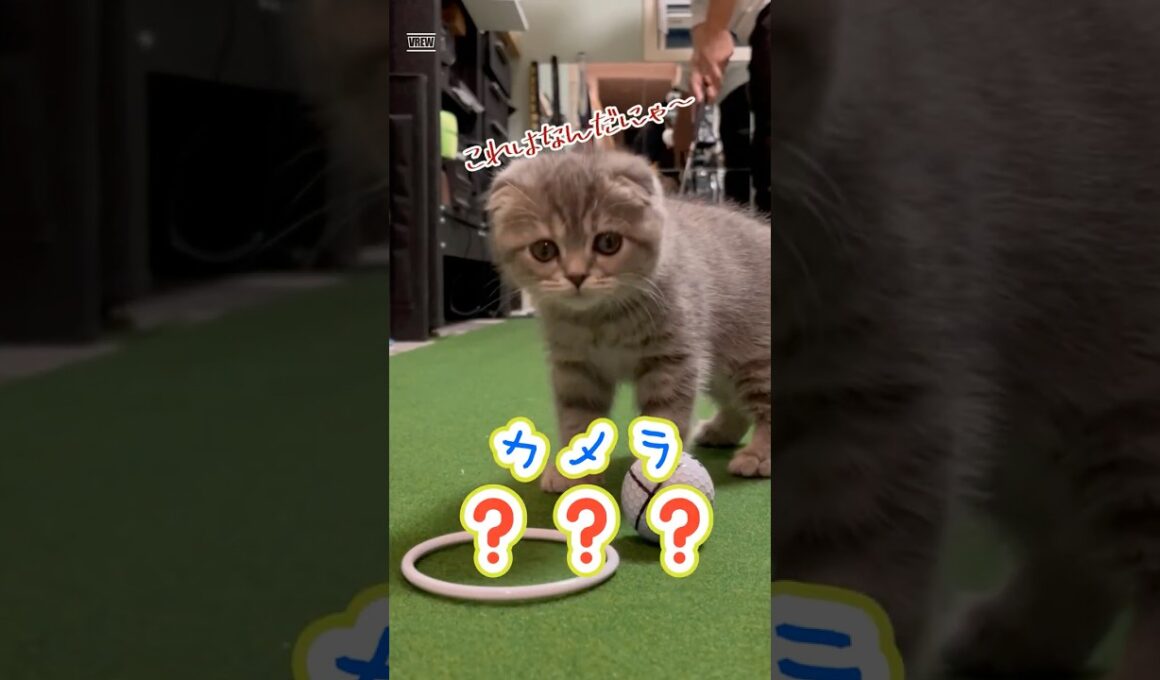 パットゴルフの練習を邪魔するにゃんこ