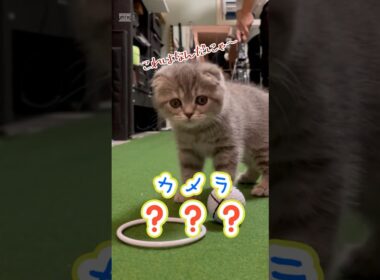 パットゴルフの練習を邪魔するにゃんこ