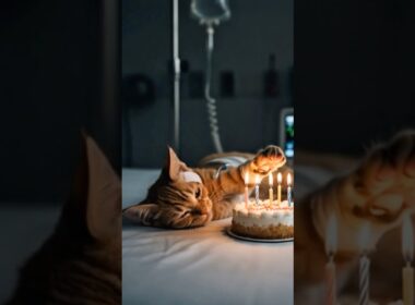 American Wirehair Kitten 💛