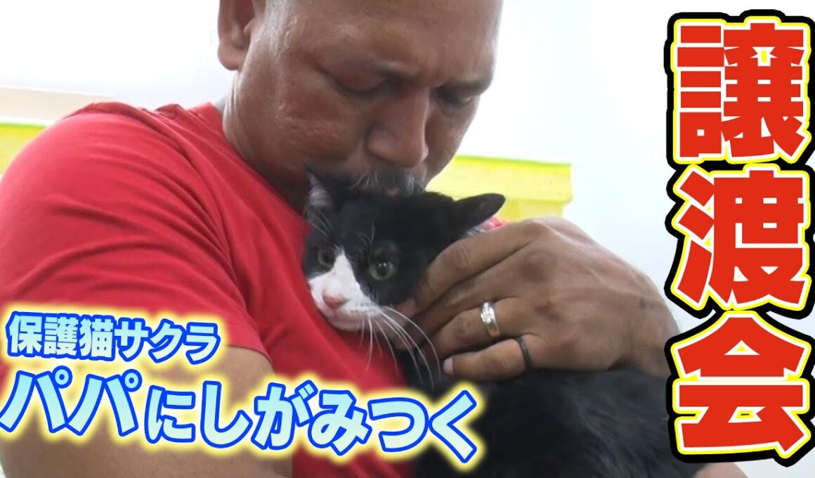必死にパパにしがみついてくる保護猫サクラを初の譲渡会へ！【サンシャイン池崎一門のラミレスおじさん】