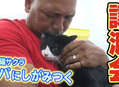 必死にパパにしがみついてくる保護猫サクラを初の譲渡会へ！【サンシャイン池崎一門のラミレスおじさん】