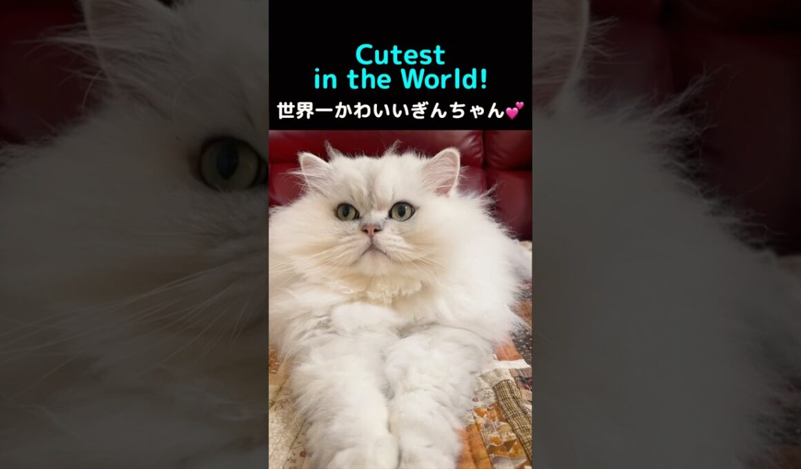 The Cutest Chinchilla Silver Cat Ever! 🐱✨ Fluffy Tail Love#ChinchillaSilver #FluffyCat  #PersianCat