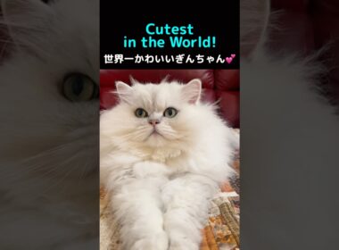 The Cutest Chinchilla Silver Cat Ever! 🐱✨ Fluffy Tail Love#ChinchillaSilver #FluffyCat  #PersianCat