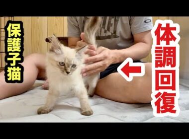 衰弱して保護された子猫の身体がこうなりました