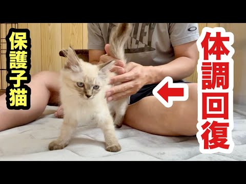 衰弱して保護された子猫の身体がこうなりました