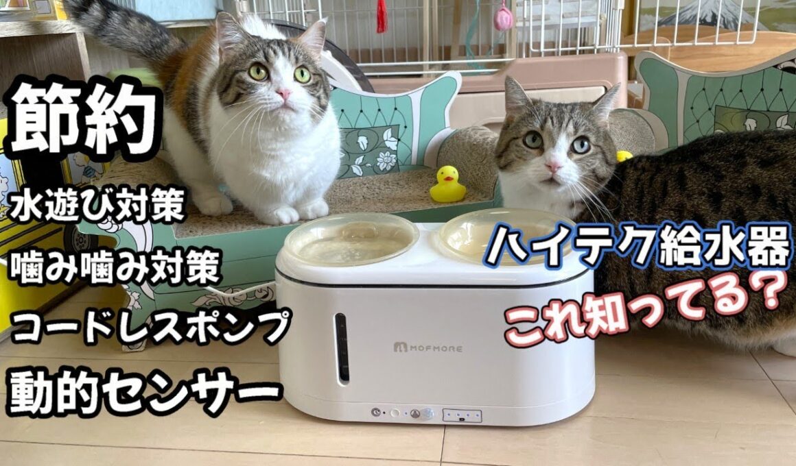 猫・犬用自動給水器レビュー！水遊び対策など多機能で驚き【MOFMORE】