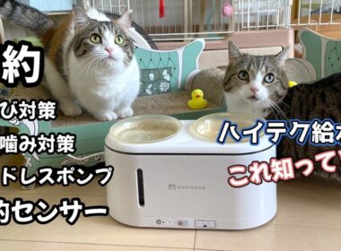 猫・犬用自動給水器レビュー！水遊び対策など多機能で驚き【MOFMORE】