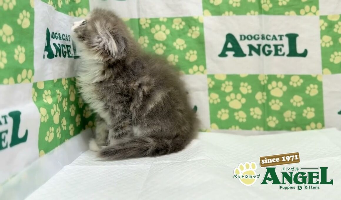 スコティッシュフォールド 2510045 【ペットショップエンゼル　子犬・子猫販売】