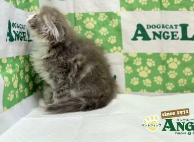 スコティッシュフォールド 2510045 【ペットショップエンゼル　子犬・子猫販売】