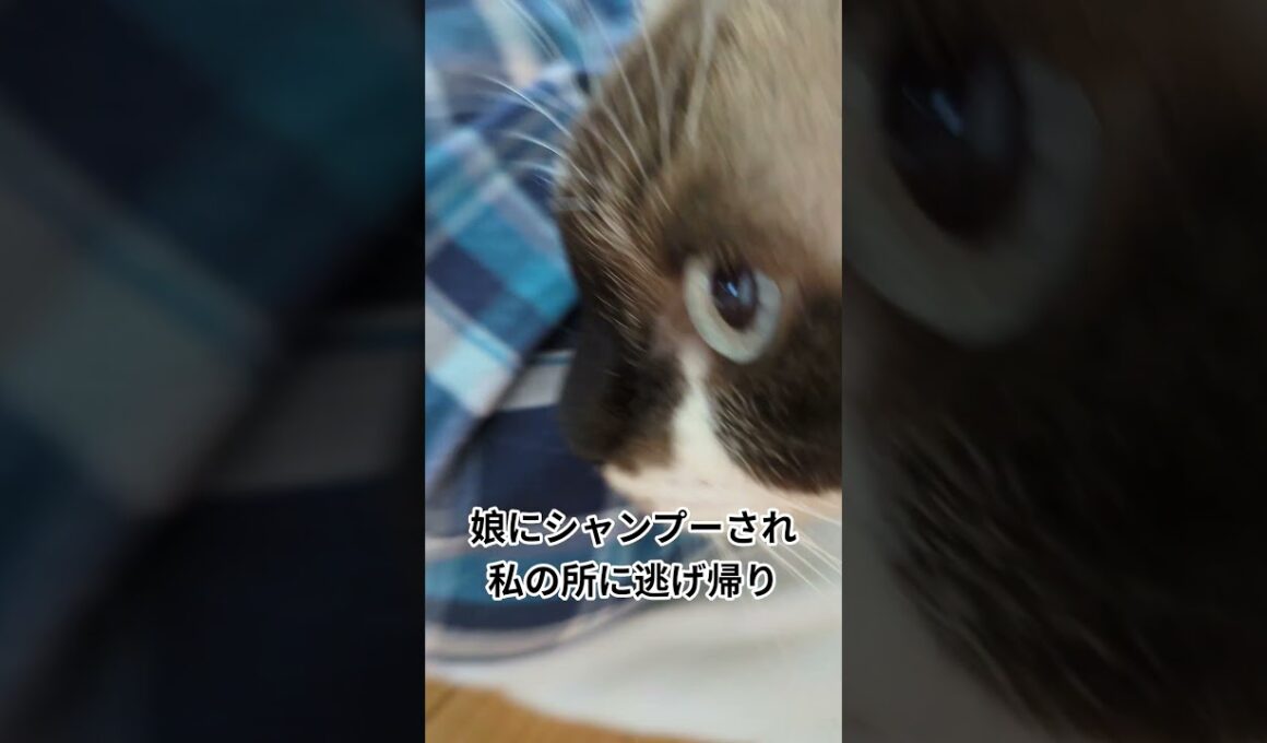 飼猫「そらくん」娘にシャンプーされ、私に癒やされます#shortsyoutube #スノーシュー#cat