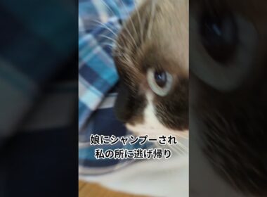 飼猫「そらくん」娘にシャンプーされ、私に癒やされます#shortsyoutube #スノーシュー#cat