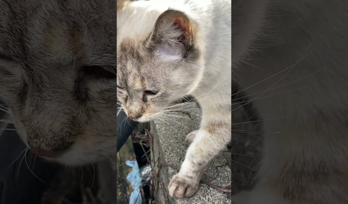 シャムちゃんの鳴き声がかわいい　Shamu's purr is cute.