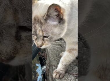 シャムちゃんの鳴き声がかわいい　Shamu's purr is cute.