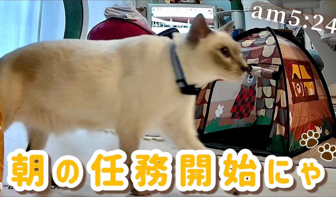 【猫 ルーティン】AM5:24☀️早起き猫の任務開始にゃ🐾💕［トンキニーズ］