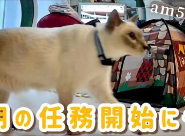 【猫 ルーティン】AM5:24☀️早起き猫の任務開始にゃ🐾💕［トンキニーズ］