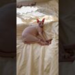 ベッドの上でくつろぐ猫スルタンとアレクサンドラ【スフィンクス】