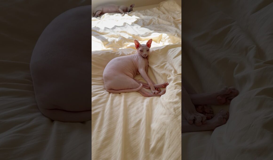 ベッドの上でくつろぐ猫スルタンとアレクサンドラ【スフィンクス】
