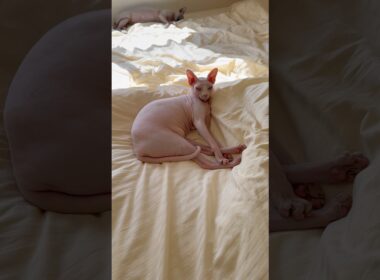 ベッドの上でくつろぐ猫スルタンとアレクサンドラ【スフィンクス】