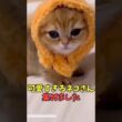 絶対反則級に可愛い猫映像#猫　#猫のいる暮らし　#猫動画　#ねこ　#可愛い　#かわいい　#可愛すぎる　#2ch　#癒し　#ペット　#動物　#2ch 　#shorts