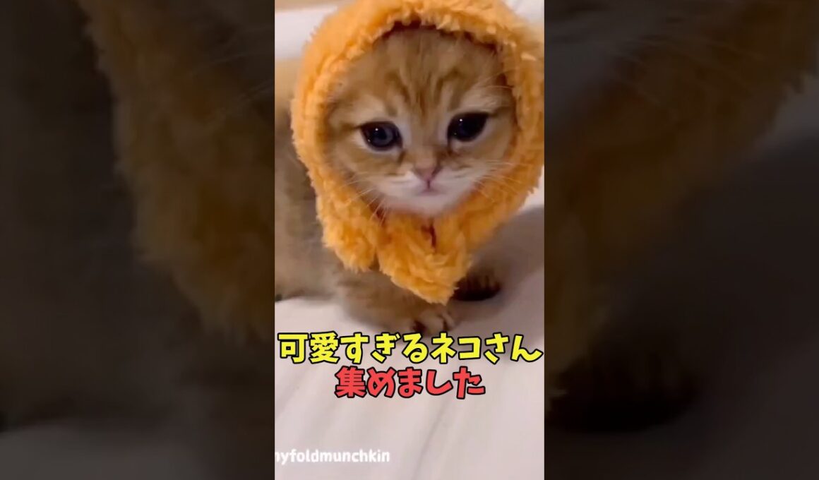 絶対反則級に可愛い猫映像#猫　#猫のいる暮らし　#猫動画　#ねこ　#可愛い　#かわいい　#可愛すぎる　#2ch　#癒し　#ペット　#動物　#2ch 　#shorts