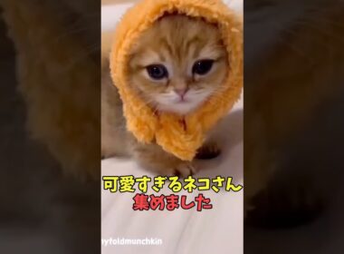 絶対反則級に可愛い猫映像#猫　#猫のいる暮らし　#猫動画　#ねこ　#可愛い　#かわいい　#可愛すぎる　#2ch　#癒し　#ペット　#動物　#2ch 　#shorts