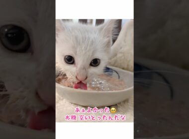 【緊急保護】うまうま言いながら食べる子猫