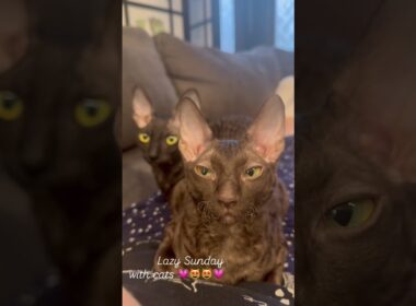 Solid chocolate Cornish Rex kitten #cornishrex #cat #cornishrexkittens