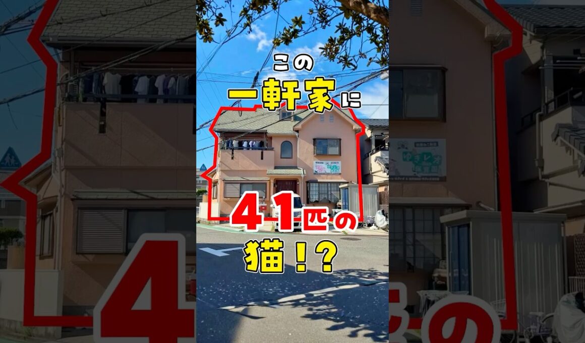 【もう限界です】自宅に41匹の保護猫がいる生活。なんでこうなったか経緯をお話しします