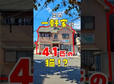 【もう限界です】自宅に41匹の保護猫がいる生活。なんでこうなったか経緯をお話しします