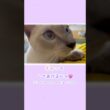 ぴとっ🐾そっと寄り添う編🐱ジャンプ抱っこで心までぎゅっ💗【猫 トンキニーズ】Pito🐾 Snuggle 🐱 Jump Hug 💗【Tonkinese】#猫 #トンキニーズ #ジャンプ抱っこ
