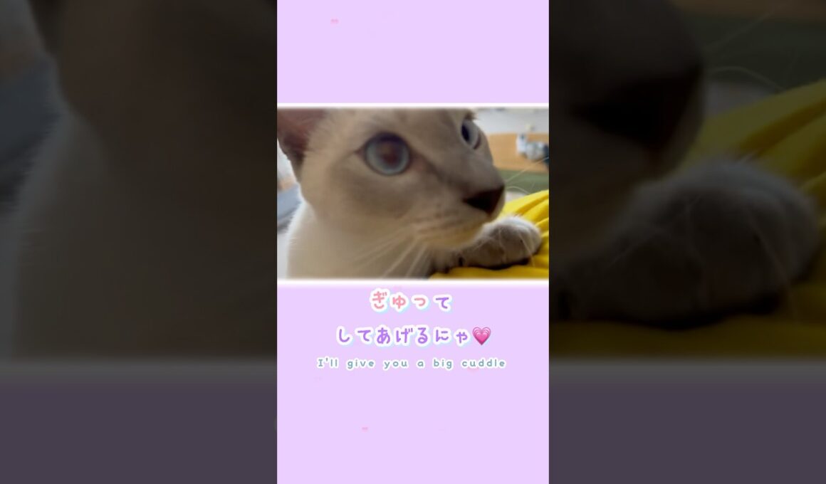 ぴとっ🐾そっと寄り添う編🐱ジャンプ抱っこで心までぎゅっ💗【猫 トンキニーズ】Pito🐾 Snuggle 🐱 Jump Hug 💗【Tonkinese】#猫 #トンキニーズ #ジャンプ抱っこ