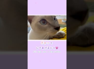 ぴとっ🐾そっと寄り添う編🐱ジャンプ抱っこで心までぎゅっ💗【猫 トンキニーズ】Pito🐾 Snuggle 🐱 Jump Hug 💗【Tonkinese】#猫 #トンキニーズ #ジャンプ抱っこ