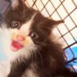 保護子猫の緊急預かり、縁の深い毛色でやってくる
