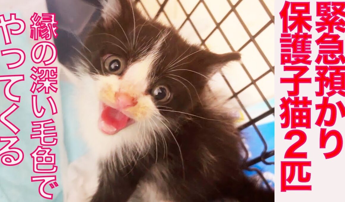 保護子猫の緊急預かり、縁の深い毛色でやってくる