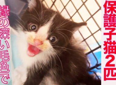 保護子猫の緊急預かり、縁の深い毛色でやってくる