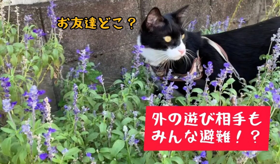 ふられた猫は、トボトボおにゃん歩へ行くしかありませんでした…