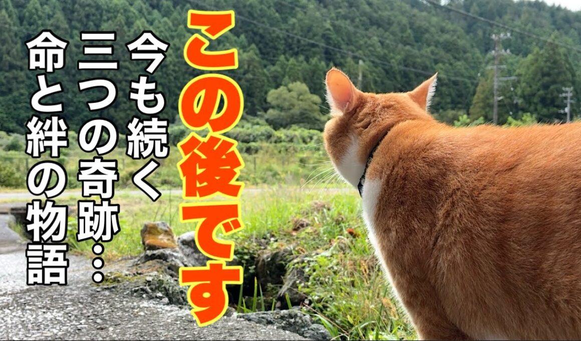 あの日、捨てられた子猫を救った猫がいる…その猫に訪れた“命の奇跡”が、泣ける。