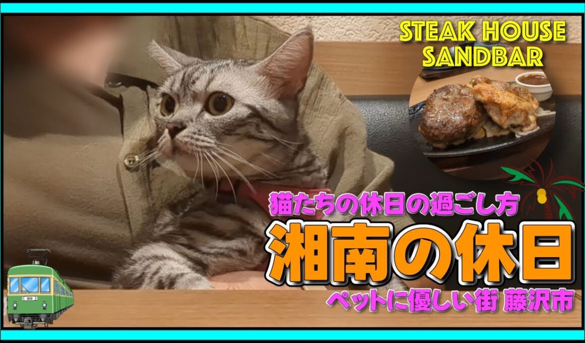 『湘南の休日』猫たちの休日の過ごし方！ペットに優しい街 藤沢市（江ノ島&辻堂）店内ペットOKの辻堂の絶品ステーキハウス🍖