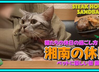 『湘南の休日』猫たちの休日の過ごし方！ペットに優しい街 藤沢市（江ノ島&辻堂）店内ペットOKの辻堂の絶品ステーキハウス🍖