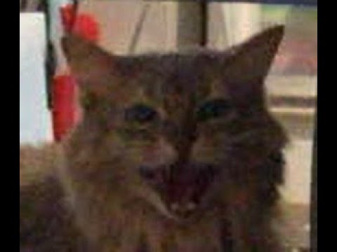 猫にドライアイスの煙　声出せず威嚇　ソマリ　2021年5月