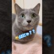 キラキラな瞳の理由？💚 #猫 #ロシアンブルー #猫のいる暮らし  #shorts