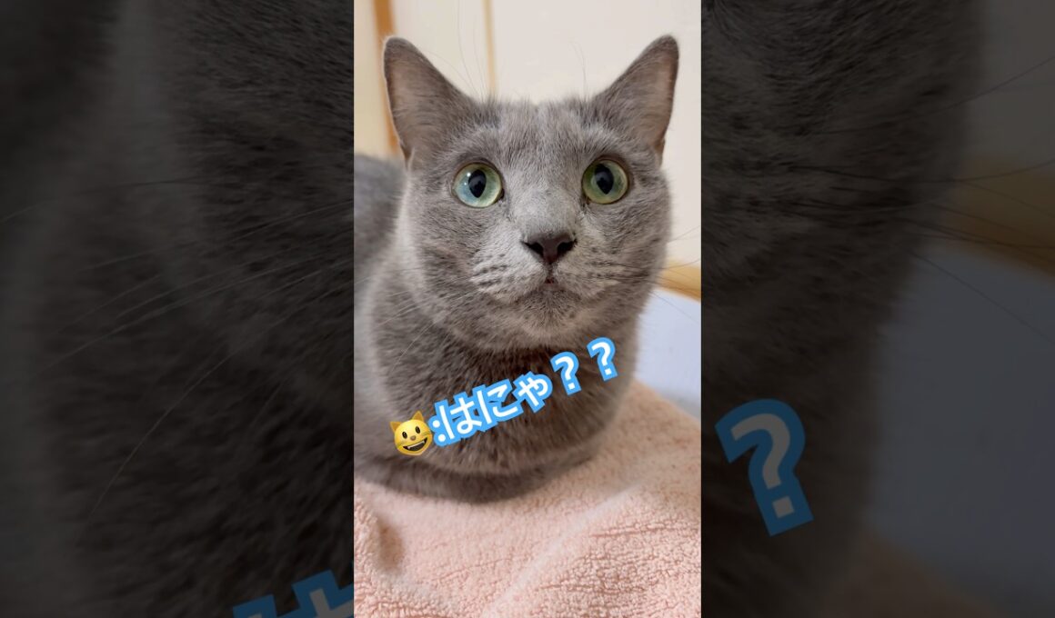 キラキラな瞳の理由？💚 #猫 #ロシアンブルー #猫のいる暮らし  #shorts