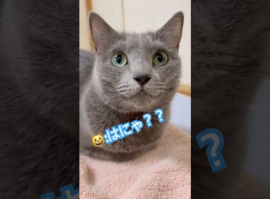 キラキラな瞳の理由？💚 #猫 #ロシアンブルー #猫のいる暮らし  #shorts