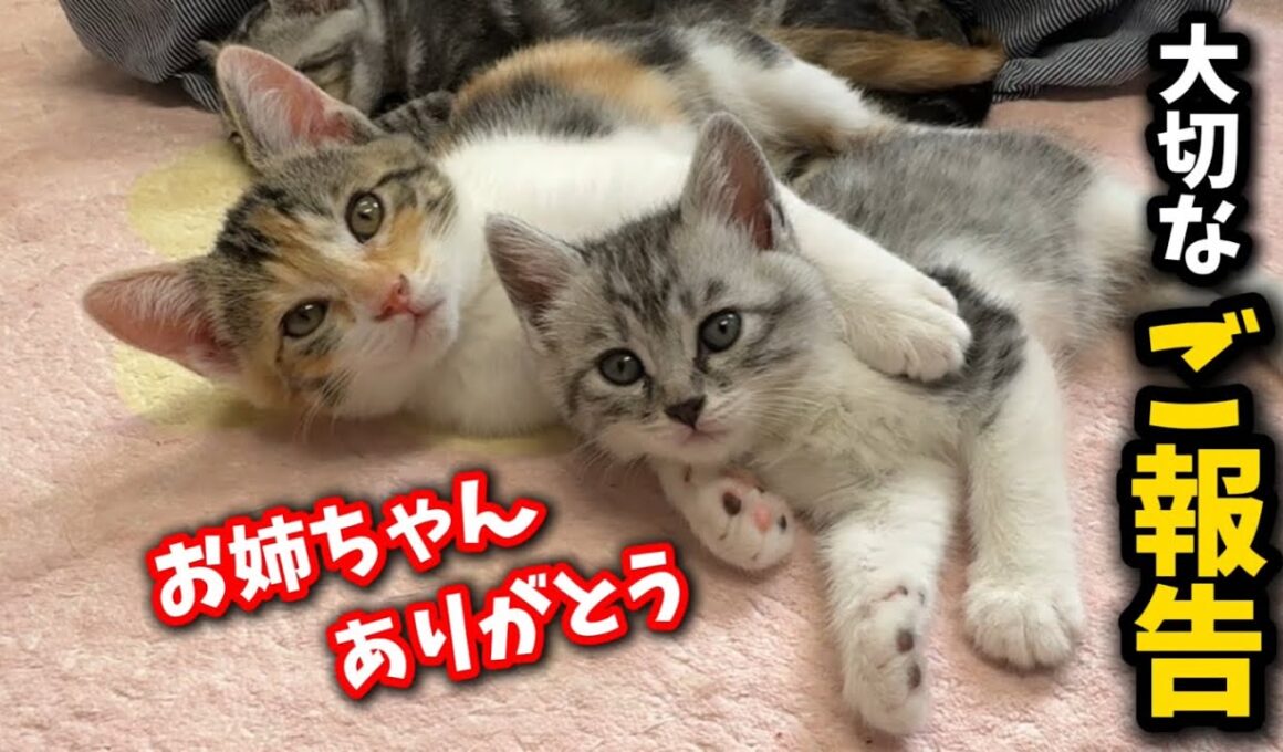 子猫について凄く残念なお知らせと凄く嬉しいお知らせがあります