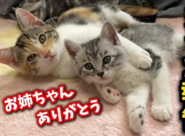 子猫について凄く残念なお知らせと凄く嬉しいお知らせがあります