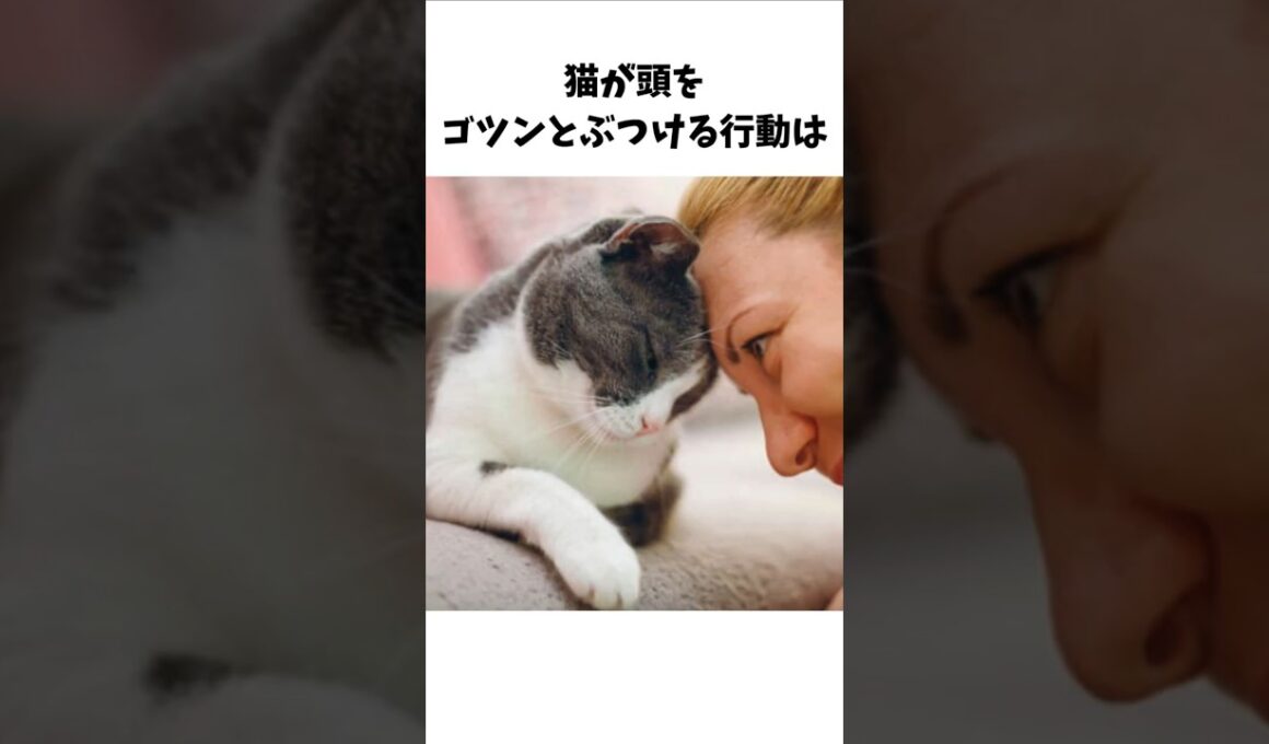 猫と人間の絆 雑学 #雑学 #shorts