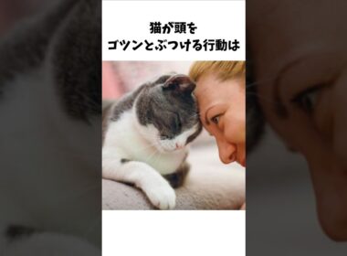 猫と人間の絆 雑学 #雑学 #shorts